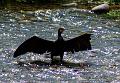 cormorano mutilato - parco Adda Nord